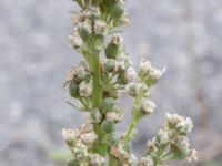 Verbascum lychnitis Lodgatan, Malmö, Skåne, Sweden 20200802_0009