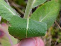 Verbascum lychnitis Lodgatan, Malmö, Skåne, Sweden 20200802_0011