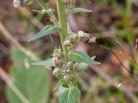 Verbascum lychnitis Lodgatan, Malmö, Skåne, Sweden 20200802_0018