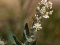 Verbascum lychnitis Udden, Hammarsjön, Kristianstad, Skåne, Sweden 20160628_0061