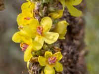 Verbascum nigrum × speciosum Brunnshögs f.d. odlingsområde, Lund, Skåne, Sweden 20240830_0134