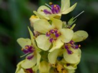 Verbascum nigrum Övedsgården, Sjöbo, Skåne, Sweden 20160714_0141