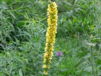 Verbascum nigrum Dammar N Sofiedalsvägen, Lockarp, Malmö, Skåne, Sweden 20200729_0115