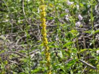 Verbascum nigrum Husie mosse, Malmö, Skåne, Sweden 20150809_0019