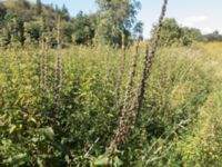 Verbascum nigrum Käglinge hästbacke, Malmö, Skåne, Sweden 20170822_09