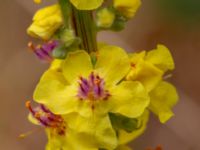 Verbascum nigrum Löderups strandbad, Ystad, Skåne, Sweden 20180620_0079