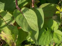 Verbascum nigrum Lokstallarna, Malmö, Skåne, Sweden 20160725_0084