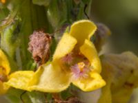 Verbascum nigrum Lokstallarna, Malmö, Skåne, Sweden 20160725_0087