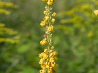 Verbascum nigrum Lokstallarna, Malmö, Skåne, Sweden 20160725_0090