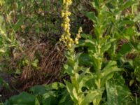 Verbascum phlomoides Blåherremölla, Simrishamn, Skåne, Sweden 20190719_0007