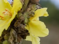 Verbascum phlomoides Lindängelunds rekreationsområde, Malmö, Skåne, Sweden 20160821_0052