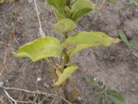 Verbascum phlomoides Lindängelunds rekreationsområde, Malmö, Skåne, Sweden 20160821_0056