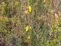 Verbascum phlomoides Lindängelunds rekreationsområde, Malmö, Skåne, Sweden 20160821_0064