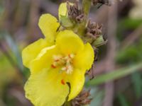 Verbascum phlomoides Lindängelunds rekreationsområde, Malmö, Skåne, Sweden 20160821_0067