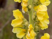 Verbascum phlomoides Lindängelunds rekreationsområde, Malmö, Skåne, Sweden 20170622_0011