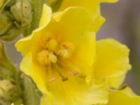 Verbascum phlomoides Lindängelunds rekreationsområde, Malmö, Skåne, Sweden 20170622_0012