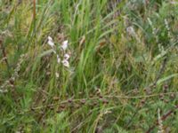 Verbascum phoeniceum Mor Marnas väg, Nordanå, Burlöv, Skåne, Sweden 20160717_0001