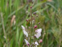 Verbascum phoeniceum Mor Marnas väg, Nordanå, Burlöv, Skåne, Sweden 20160717_0002