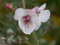 Verbascum phoeniceum Mor Marnas väg, Nordanå, Burlöv, Skåne, Sweden 20160717_0003