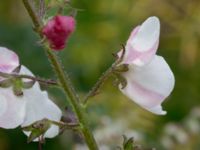 Verbascum phoeniceum Mor Marnas väg, Nordanå, Burlöv, Skåne, Sweden 20160717_0004