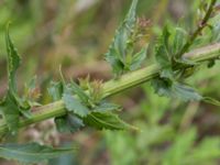 Verbascum phoeniceum Mor Marnas väg, Nordanå, Burlöv, Skåne, Sweden 20160717_0006