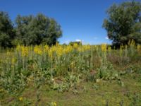 Verbascum speciosum Djurminnesplatsen, Spillepeng, Malmö, Skåne, Sweden 20190622_0013