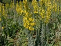 Verbascum speciosum Djurminnesplatsen, Spillepeng, Malmö, Skåne, Sweden 20190622_0014