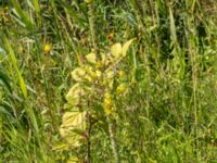 Verbascum speciosum Flommens golfklubb, Falsterbohalvön, Vellinge, Skåne, Sweden 20160721_0094