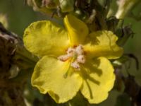 Verbascum speciosum Flommens golfklubb, Falsterbohalvön, Vellinge, Skåne, Sweden 20160721_0097