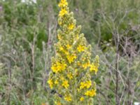 Verbascum speciosum Grodreservatet, Norra hamnen, Malmö, Skåne, Sweden 20160613_0019