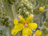 Verbascum speciosum Grodreservatet, Norra hamnen, Malmö, Skåne, Sweden 20160613_0021