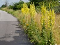 Verbascum speciosum Lernacken, Malmö, Skåne, Sweden 20160629_0029