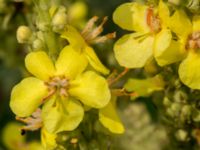 Verbascum speciosum Svanetorpsvägen, Åkarp, Lomma, Skåne, Sweden 20160705_0035