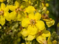 Verbascum speciosum Svanetorpsvägen, Åkarp, Lomma, Skåne, Sweden 20160705_0038