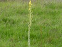 Verbascum speciosum Tjustorps industriby, Svedala, Skåne, Sweden 20170701_0122