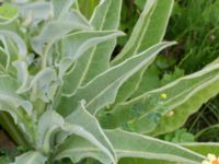 Verbascum speciosum Tjustorps industriby, Svedala, Skåne, Sweden 20170701_0129