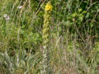 Verbascum thapsus Grodreservatet, Norra hamnen, Malmö, Skåne, Sweden 20160612_0090