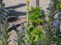 Verbascum thapsus Kalkbrottsgatan, Limhamn, Malmö, Skåne, Sweden 20150716_0017