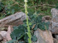 Verbascum thapsus Karlarp 1-124, Höör, Skåne, Sweden 20240702_0009