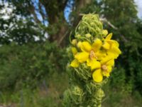 Verbascum thapsus Lokstallarna, Malmö, Skåne, Sweden 20150625 IMG_2283