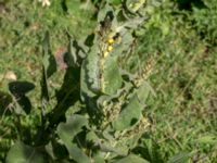 Verbascum thapsus Utkast, Norra Friluftsstaden, Malmö, Skåne, Sweden 20160816_0005