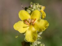 Verbascum thapsus Utkast, Norra Friluftsstaden, Malmö, Skåne, Sweden 20160816_0007