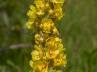 Verbascum thapsus Vrams Gunnarstorp, Bjuv, Skåne, Sweden 20220618_0067