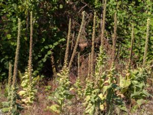 Verbascum densiflorum - Denseflower Mullein - Ölandskungsljus