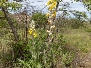 Verbascum formosum