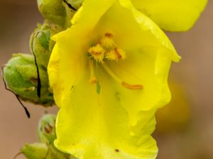 Verbascum phlomoides - Orange Mullein - Läkekungsljus