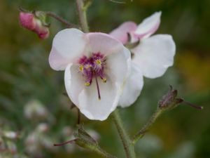 Verbascum phoeniceum - Purple Mullein - Violkungsljus