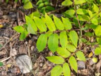 Ailanthus altissima Södra bruket, Degerhamn, Mörbylånga, Öland, Sweden 20180810_0170