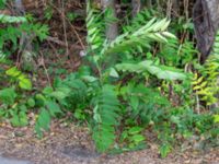 Ailanthus altissima Södra bruket, Degerhamn, Mörbylånga, Öland, Sweden 20180810_0173