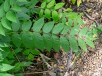 Ailanthus altissima Södra bruket, Degerhamn, Mörbylånga, Öland, Sweden 20180810_0175